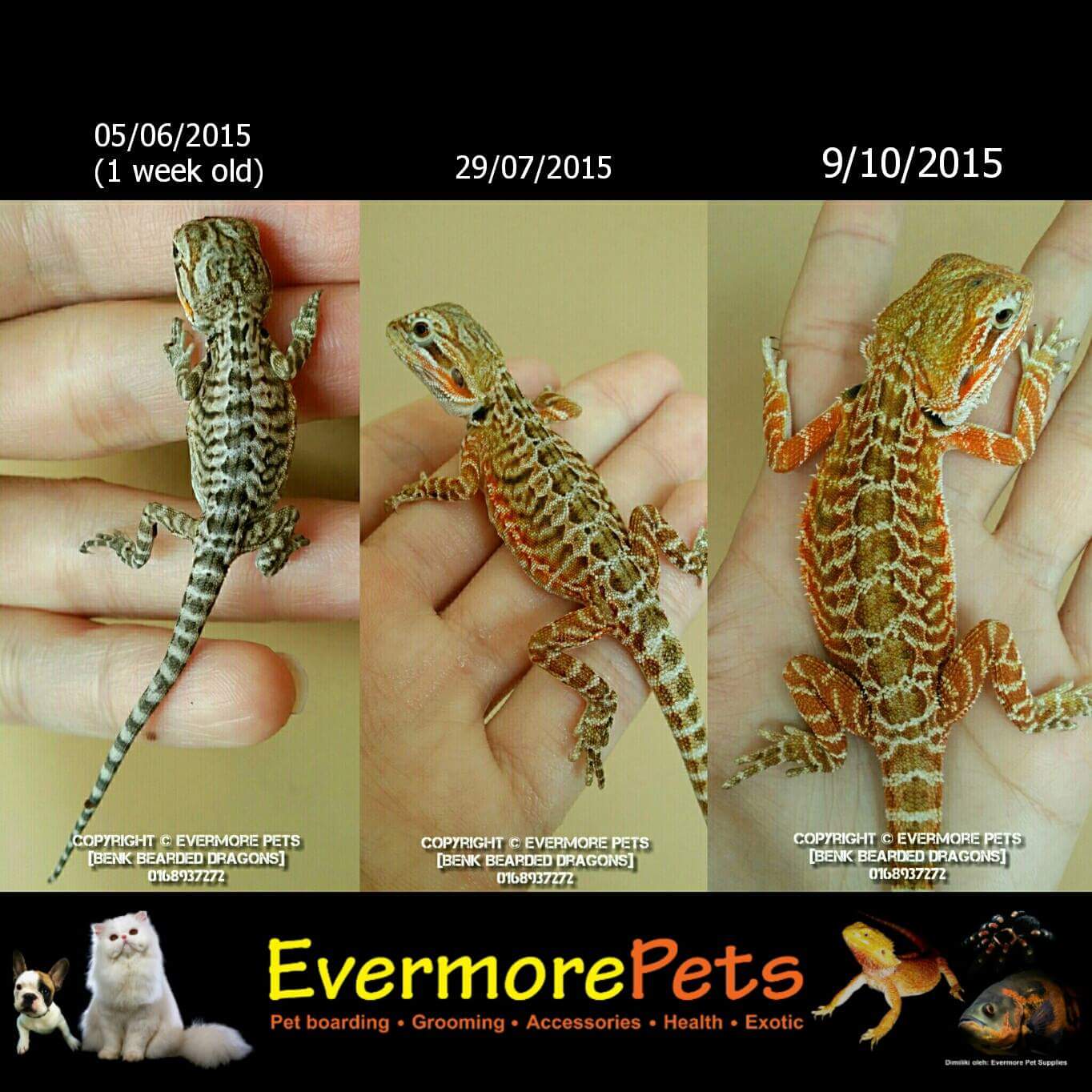 bearded dragons exotic pets